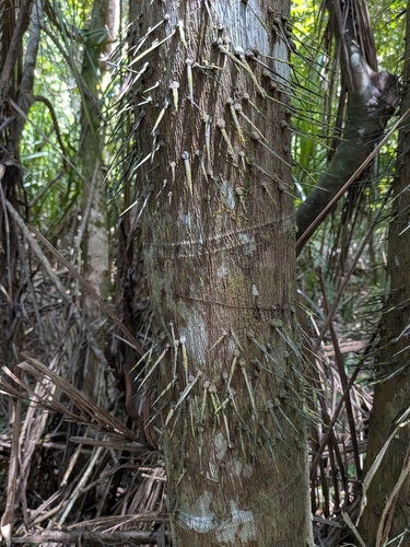 Nibong Palm (Oncosperma tigillarium)