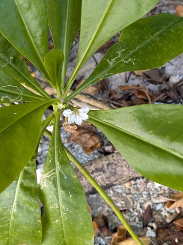 Scaevola taccada