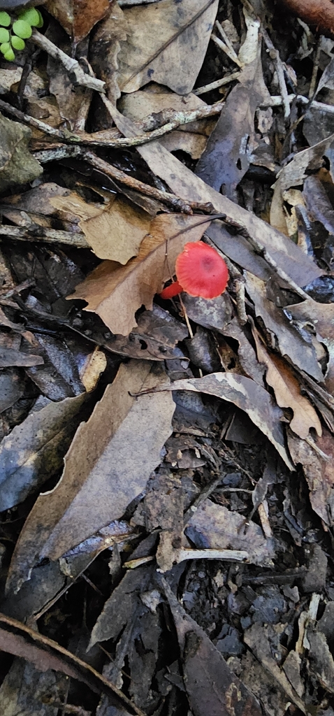 Cruentomycena viscidocruenta · July 2025 · photo: © peggydnew (iNaturalist, cc-by)
