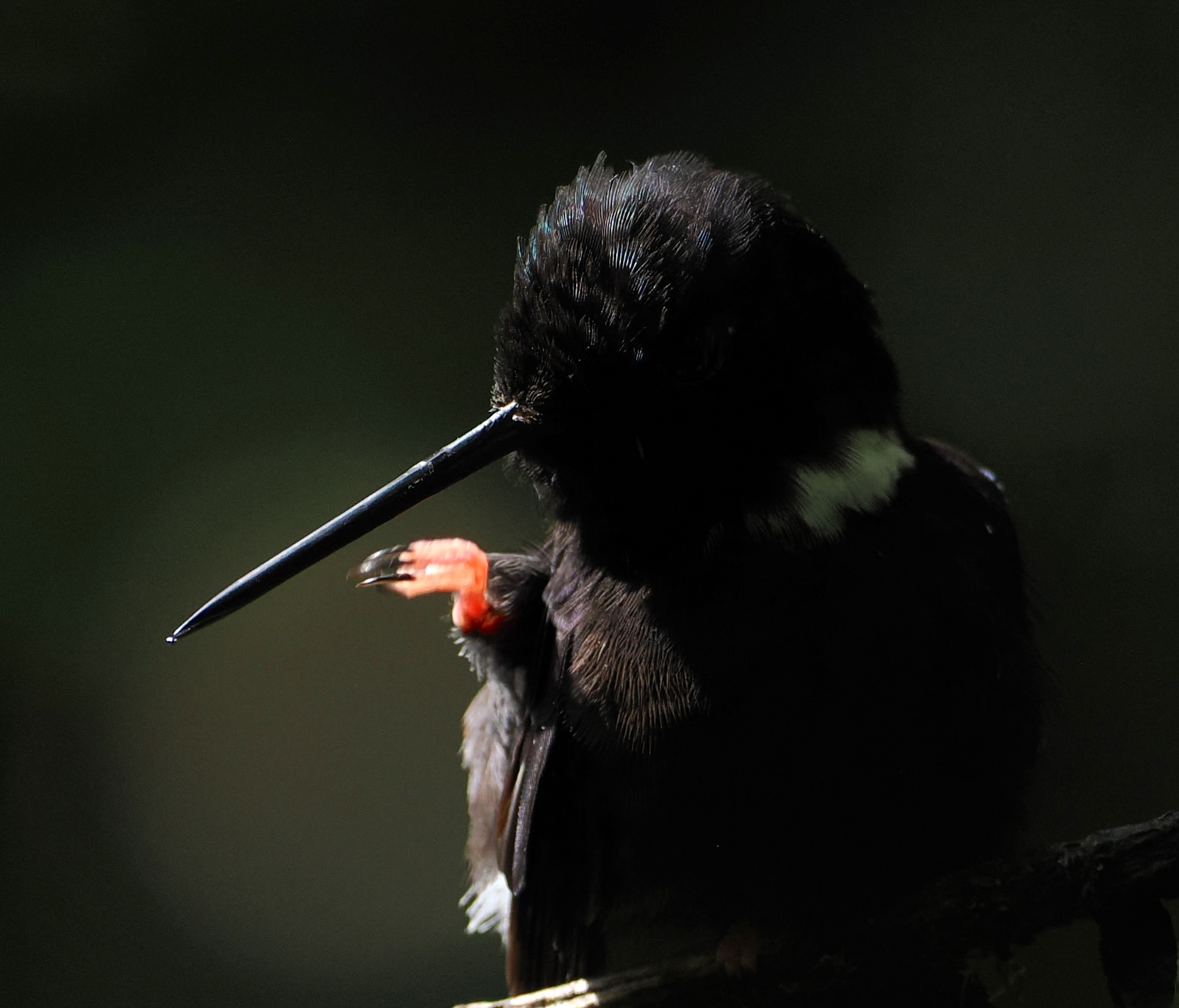 Black Inca (Coeligena prunellei), photo 1
