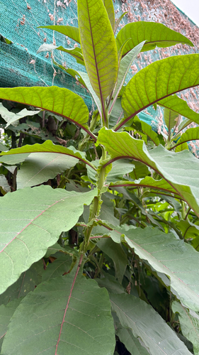 Nicotiana tomentosa, photograph 6