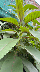 Nicotiana tomentosa, photograph (c) capacoscar, some rights reserved (CC BY)