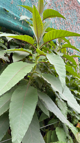 Nicotiana tomentosa, photograph 5