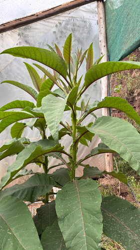 Nicotiana tomentosa, photograph 4
