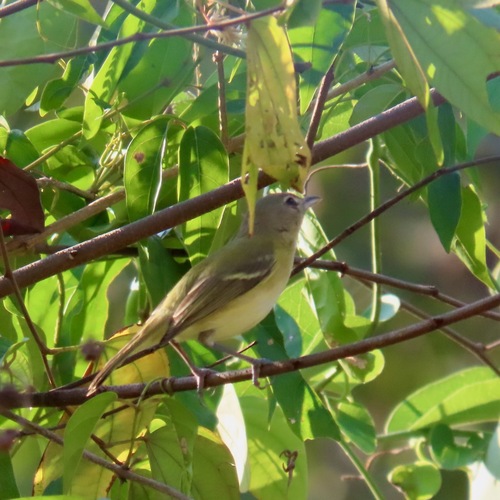 Bell's Vireo (Vireo bellii)