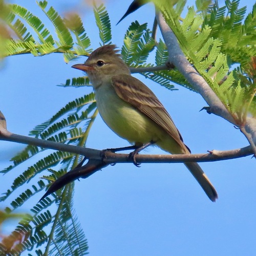 Northern Beardless-Tyrannulet (Camptostoma imberbe)