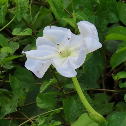 Amole (Ipomoea alba)