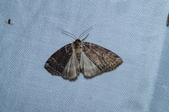 Tetheella fluctuosa