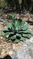 Agave maximiliana