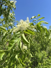 Manna-Esche (Fraxinus ornus): Herkunft und Verwendung — Foto 2