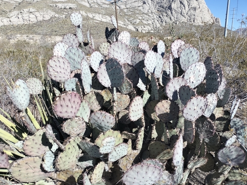 Purple Pricklypear (Opuntia azurea)