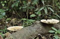 Trametes flavida