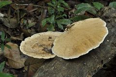 Trametes flavida