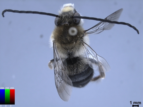 iNaturalist observation photo of Eucera