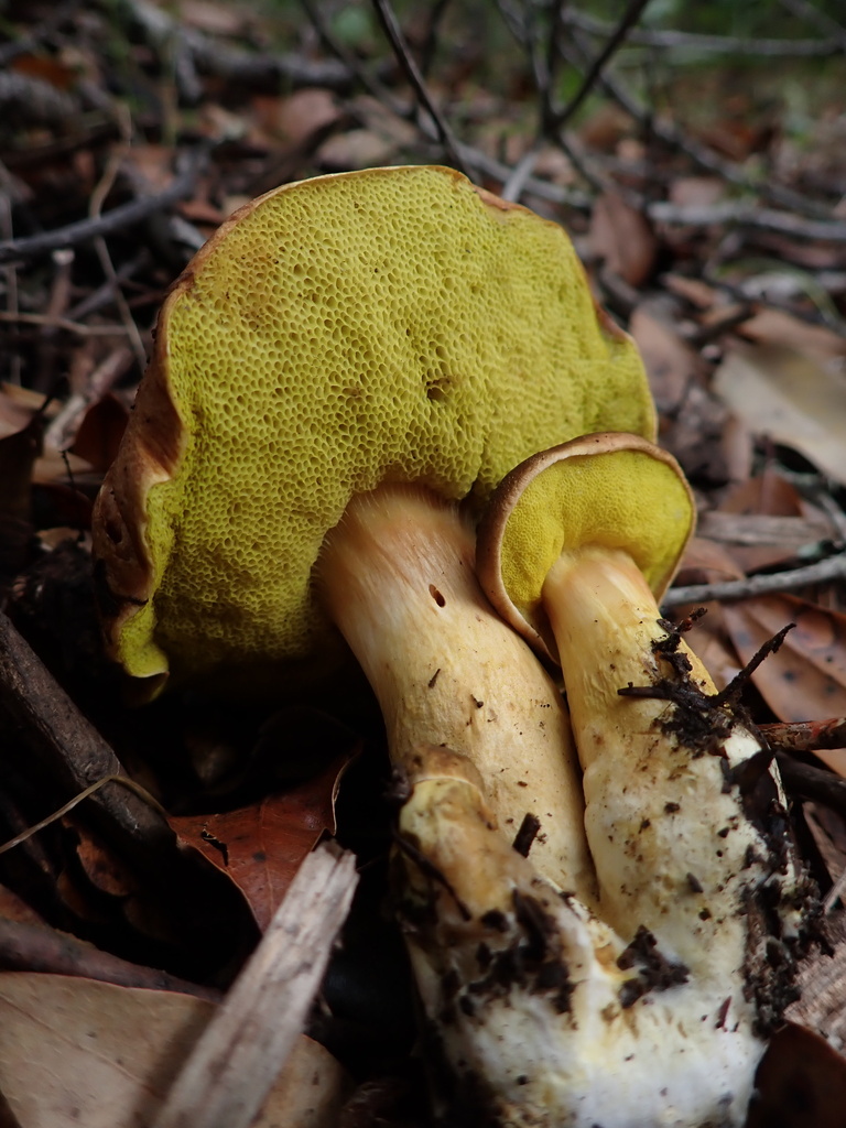 Aureoboletus flaviporus · February 2026 · photo: © reago (iNaturalist, cc-by)