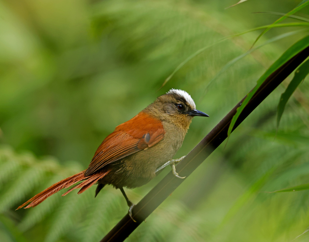 Vilcabamba Spinetail