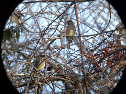 Cedar Waxwing