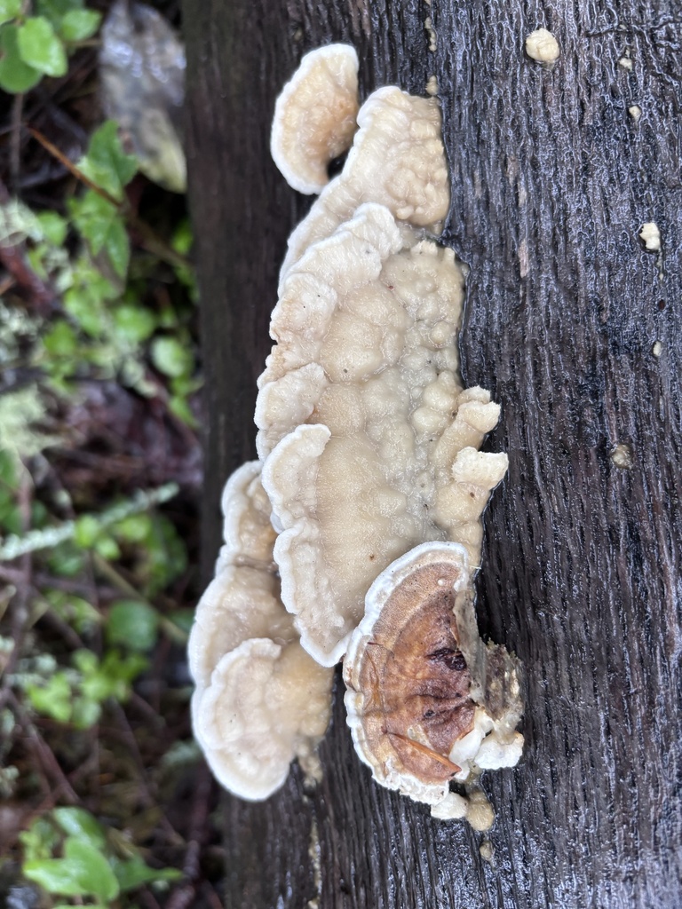 Gloeoporus dichrous · February 2026 · photo: © reago (iNaturalist, cc-by)