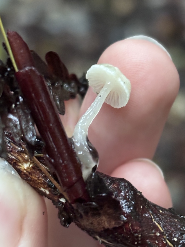 Roridomyces roridus · February 2026 · photo: © reago (iNaturalist, cc-by)