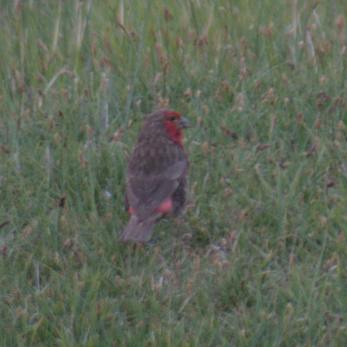 Red-fronted Rosefinch (Carpodacus puniceus), photo 10