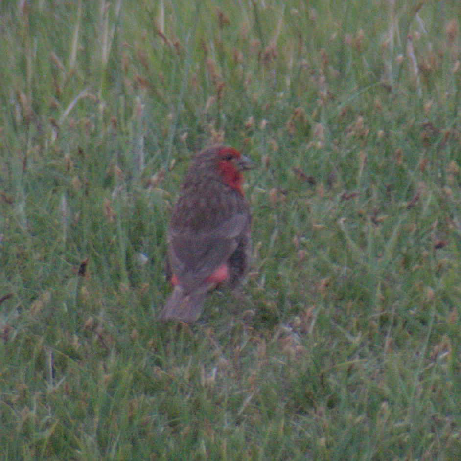 Red-fronted Rosefinch (Carpodacus puniceus), photo 10