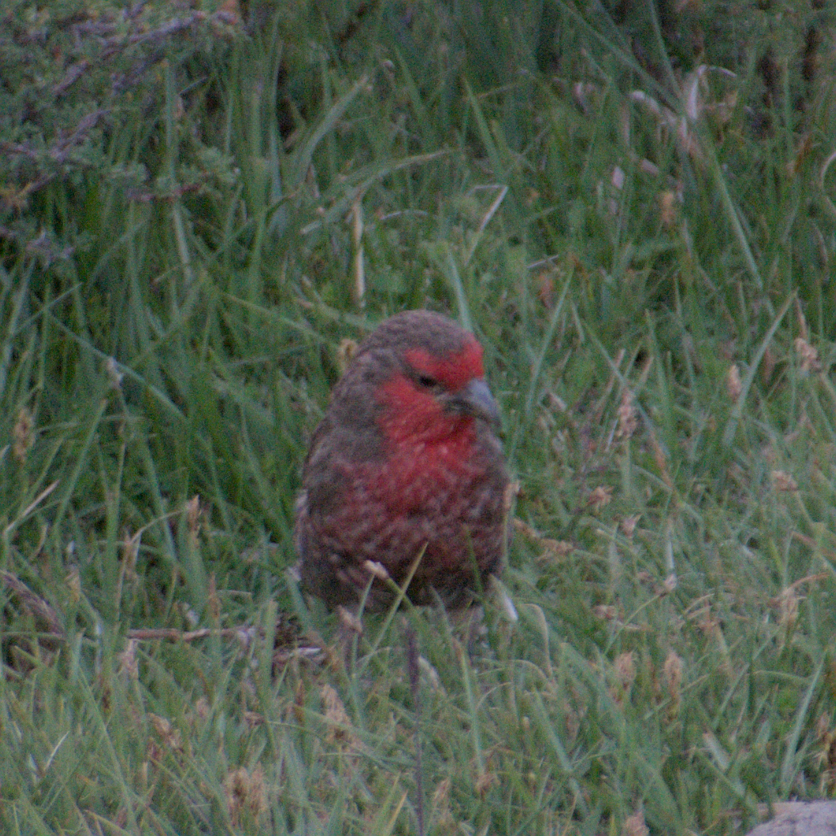 Red-fronted Rosefinch (Carpodacus puniceus), photo 6