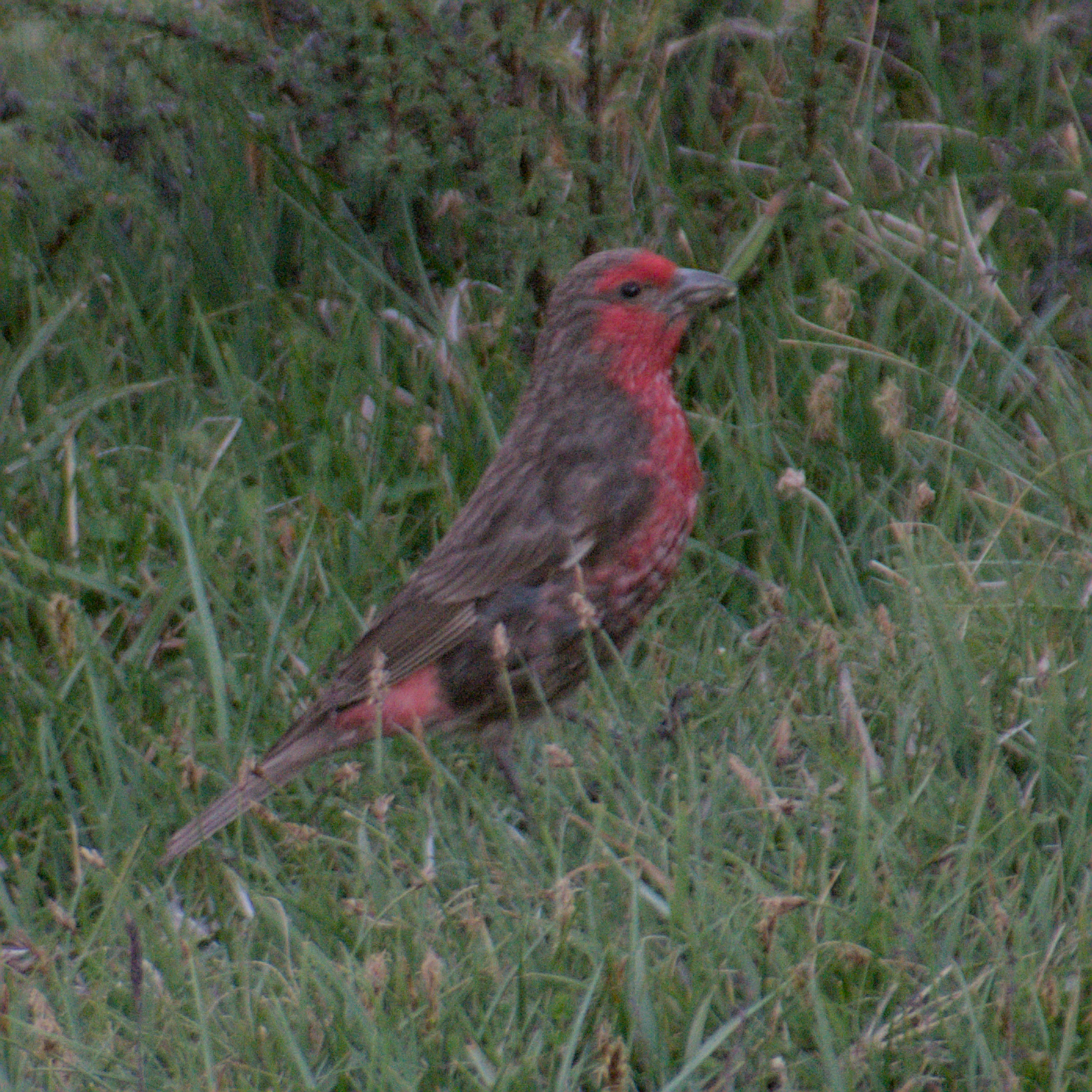 Red-fronted Rosefinch (Carpodacus puniceus), photo 5