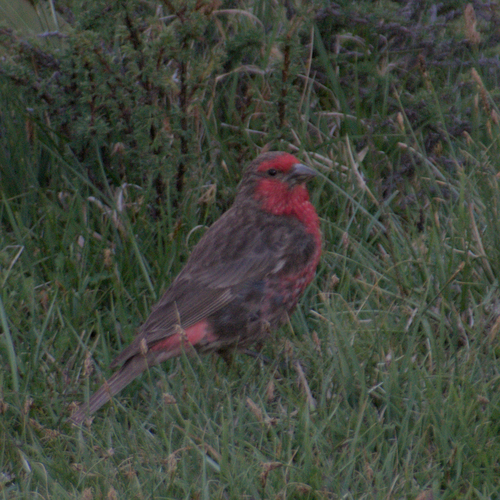 Red-fronted Rosefinch (Carpodacus puniceus), photo 9