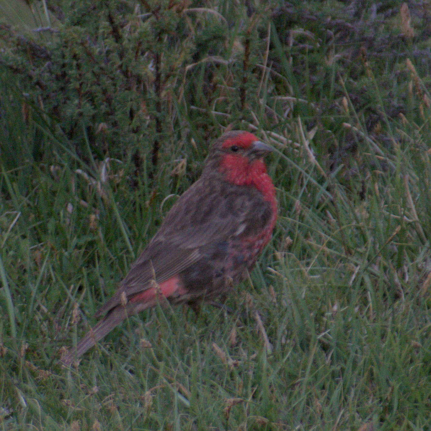 Red-fronted Rosefinch (Carpodacus puniceus), photo 9