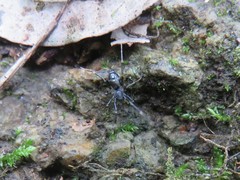 Liophrurillus flavitarsis
