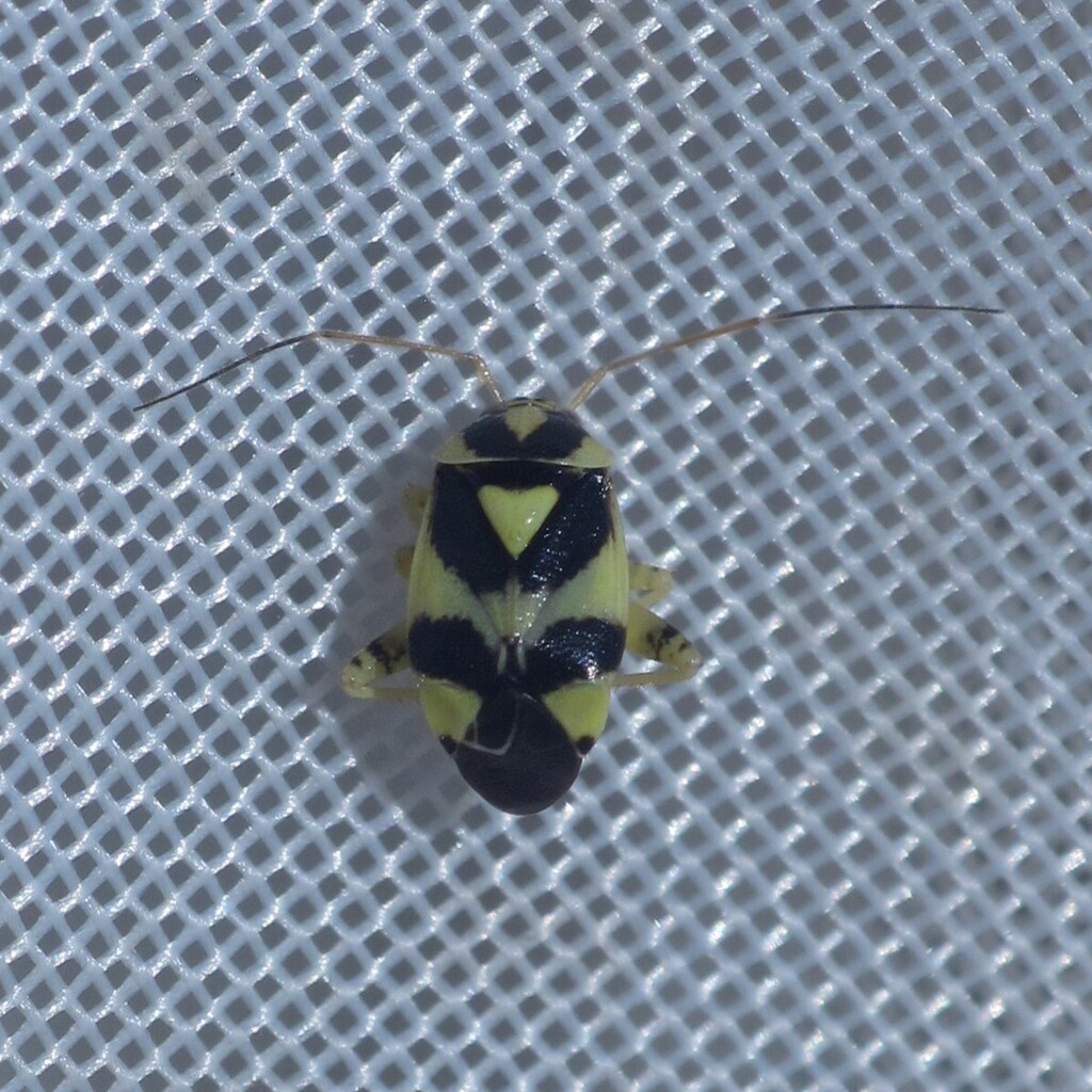 Cyphodema mendosa