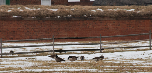iNaturalist observation 2026-02-16