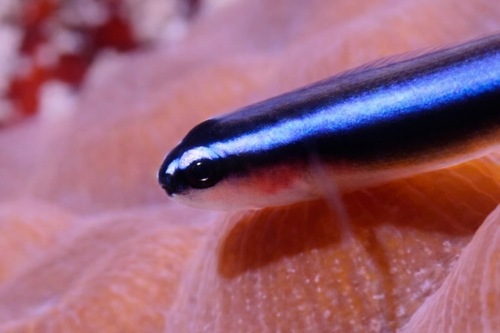 Neon goby (Elacatinus oceanops) — Gobiidae — 2