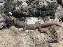 Tarentola boettgeri