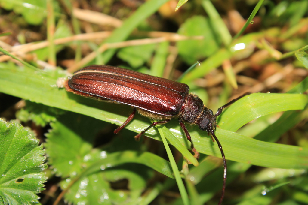 Seticeros aquilus