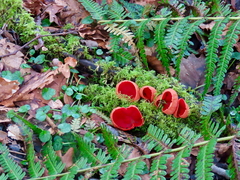 Elf Cups Elf Cups