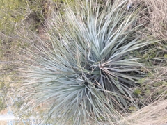 Dasylirion berlandieri