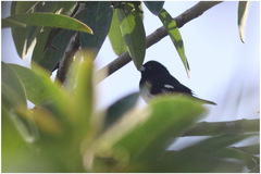 Sporophila luctuosa