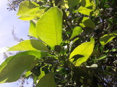 Citrus × aurantium