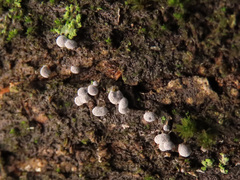 Physarum leucophaeum