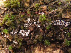 Physarum leucophaeum