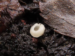 Ciboria amentacea