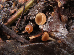 Ciboria amentacea