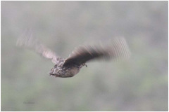 Nothoprocta curvirostris