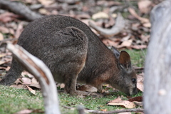 Notamacropus eugenii