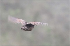 Nothoprocta curvirostris