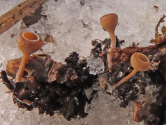 Ciboria amentacea
