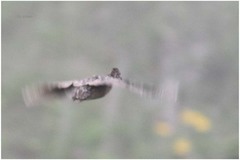 Nothoprocta curvirostris