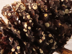 Calycellina alniella