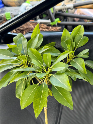 Rauvolfia sandwicensis observed 2026-02-17
